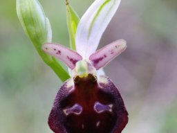 Ophrys_biscutella_Entre_San_Giovanni_et_Cagnano